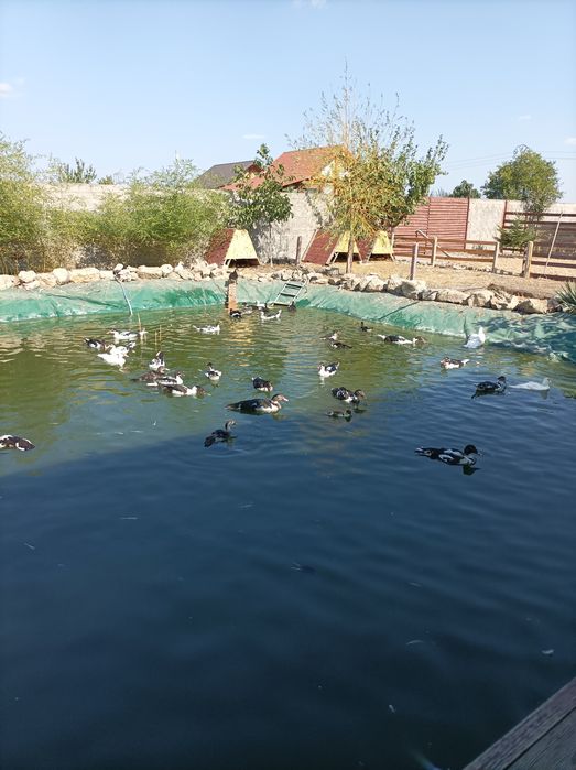 Afacere și casa Vând sau schimb cu Pensiune Eforie Nord,Eforie Sud