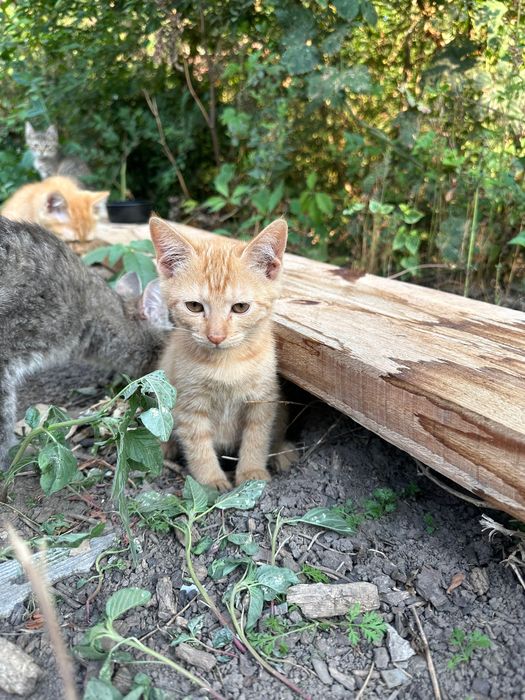 Отдам котят в добрые руки
