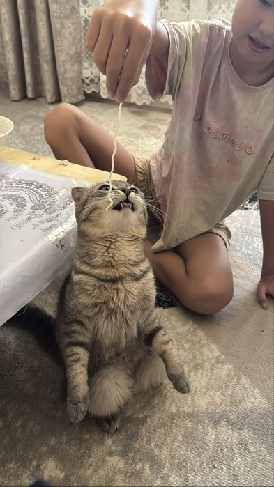 Вязка британский вислоухий