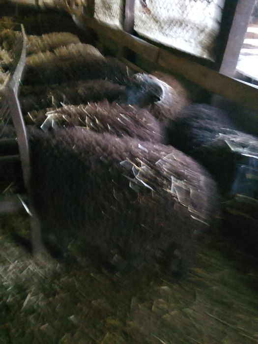 Продавам 160 овце