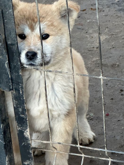 Puiuți Akita inu japonez