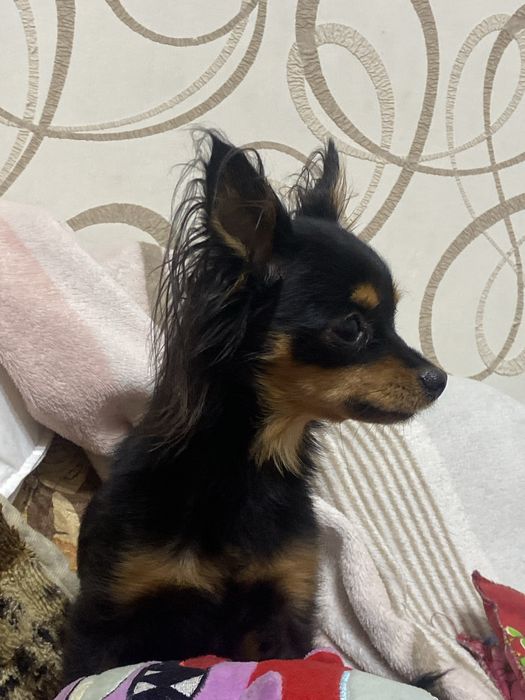 Самец ищет свою Самку