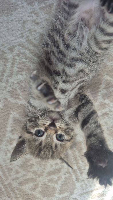 Отдам котят бесплатно