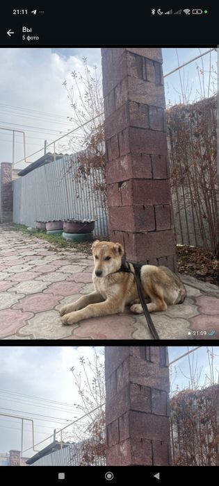 Алабай щенок 3 5 месяц