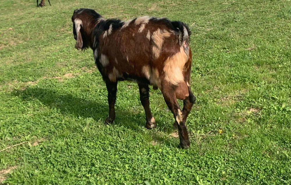 Țap anglonubian frumos