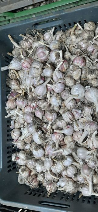 Vand USTUROI românesc!!!