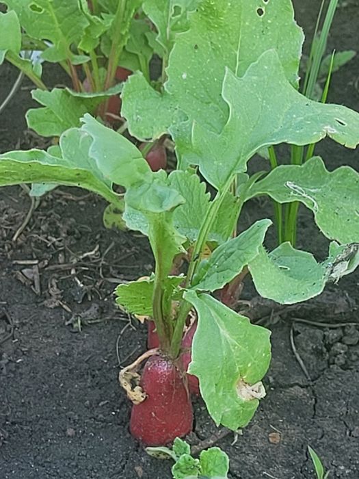 Дача  большой участок