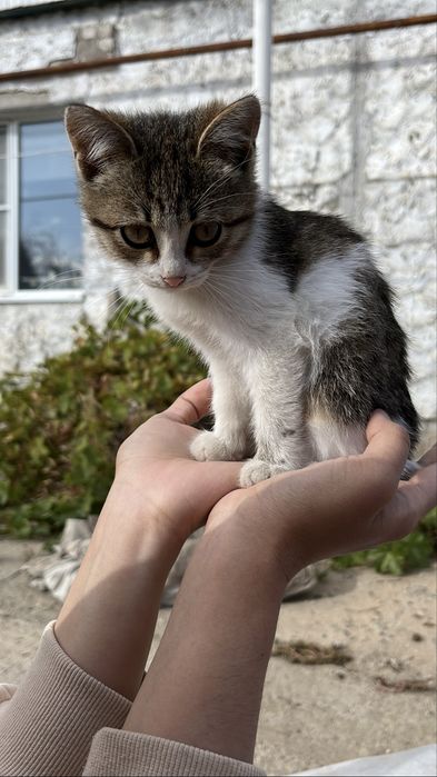 Котенок девочка 3 месяца