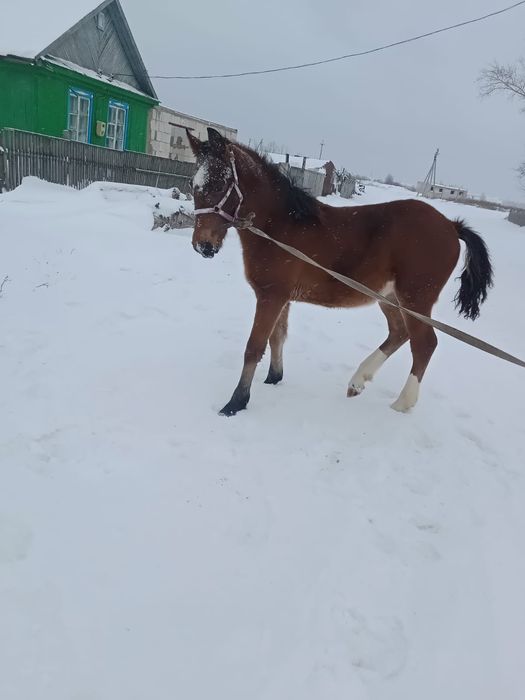 Продам жеребчика