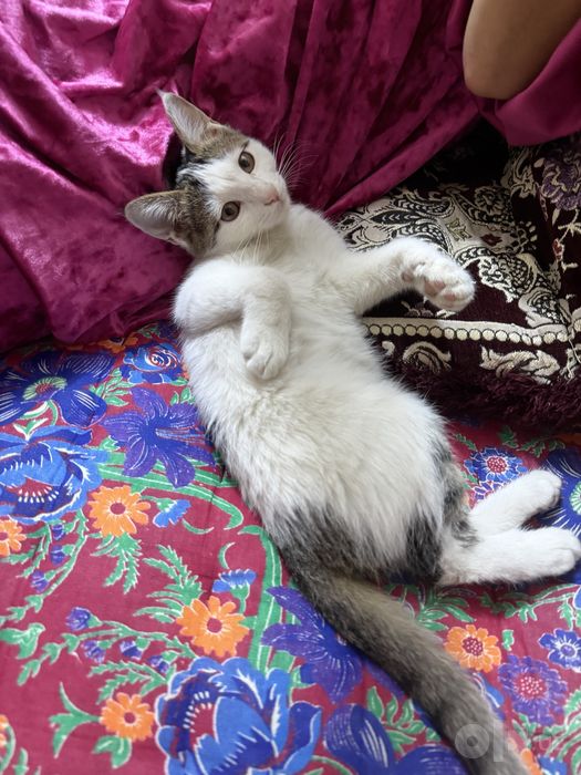 Пристраивается бесплатно котенок девочка.