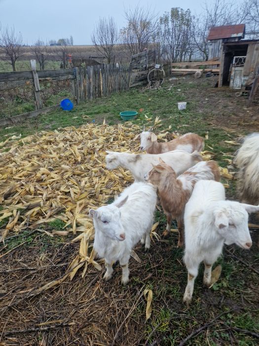 Vand 2 capre si iezii