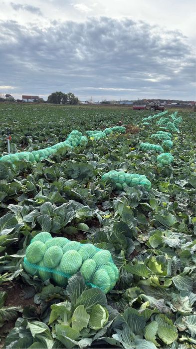 Varza plata pentru salate sau murat