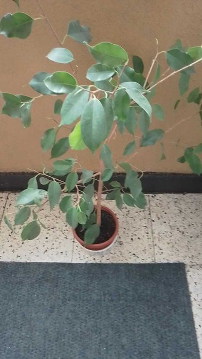 Бенджамин -цвете