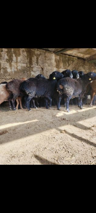 Кой сатылады. Бараны.