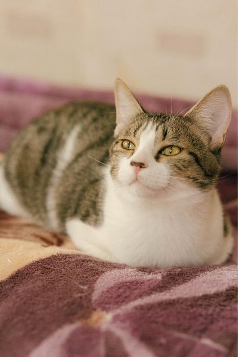 Котик 8 месяцев ищет дом