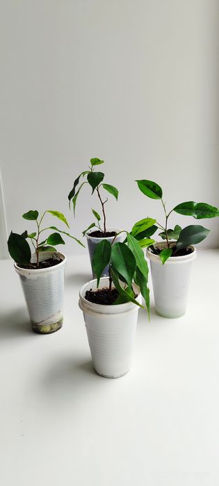 Продам Фикус Бенжамина