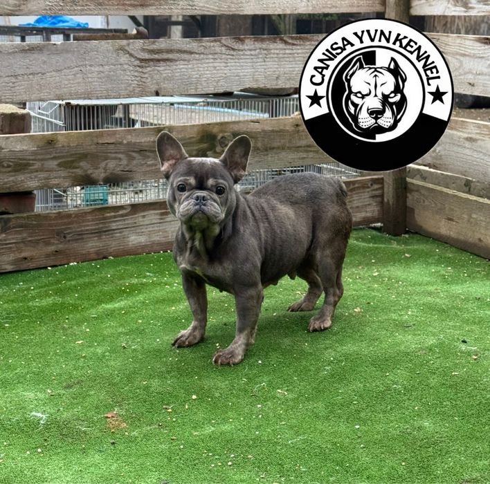 Buldog francez blue