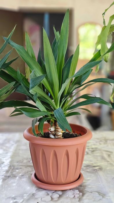 Продам растение Юкка