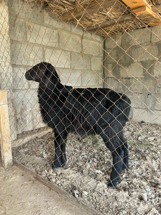 Гисар қозы сатылады срочно!!!