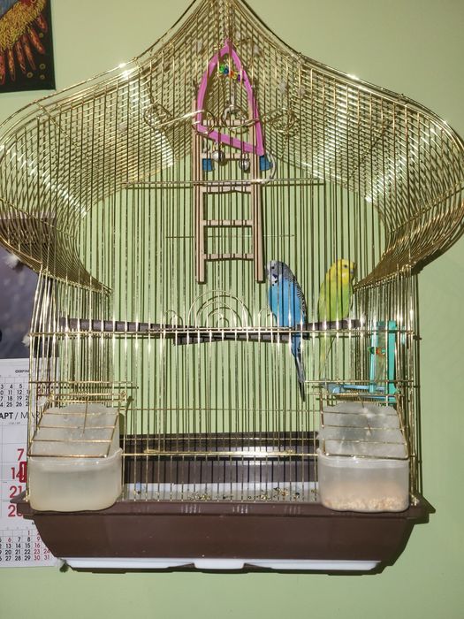 Вълнисти папагали