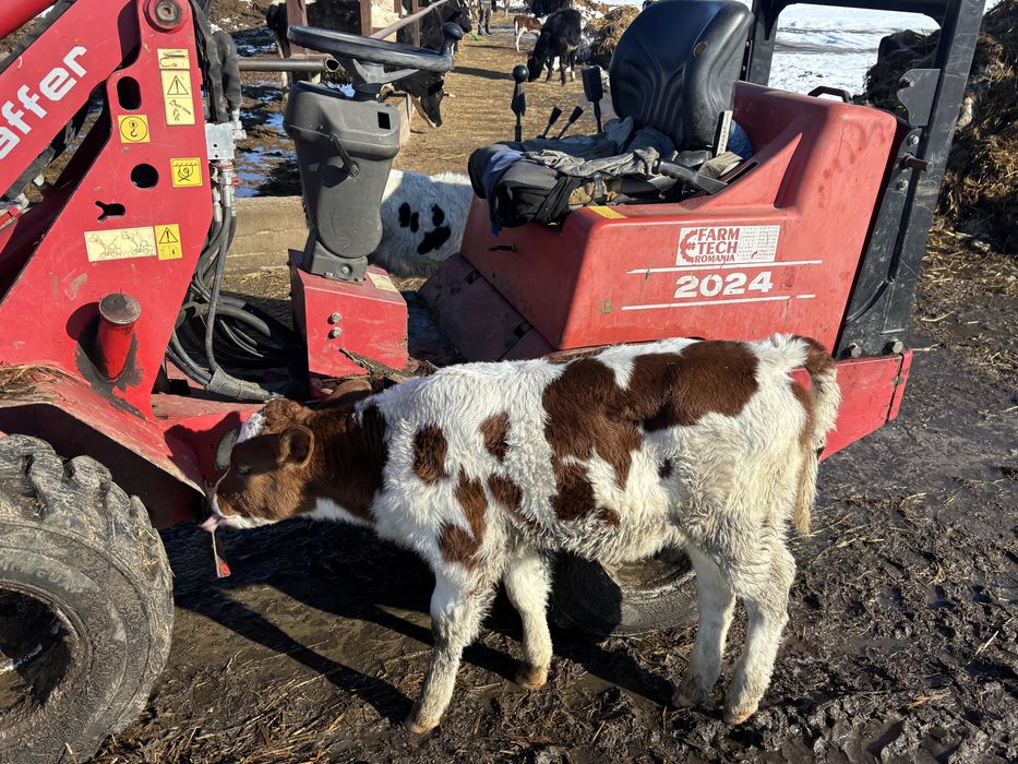 Vitei si vitele sugari