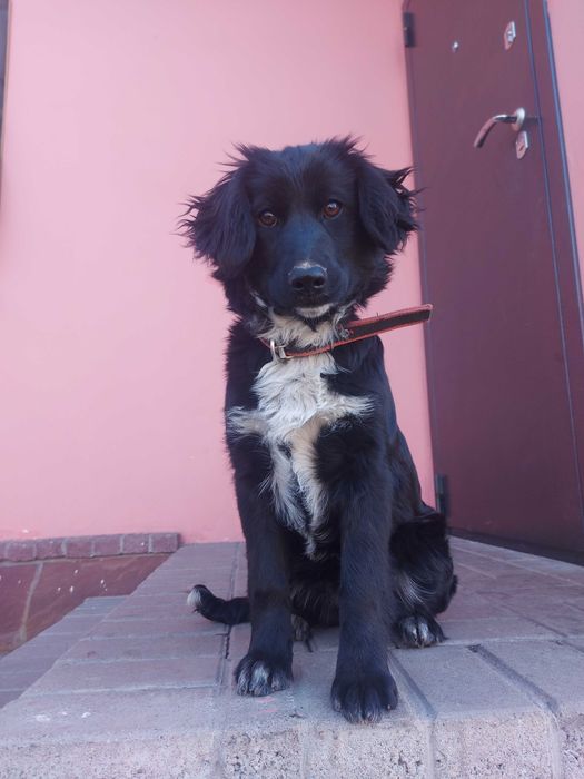 Тайга ищет хозяина!