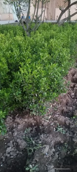 Xamesha baxor gullari bor