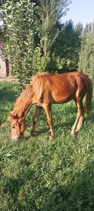 Тойлар сотилади 2 та ургочи 1 та эркак