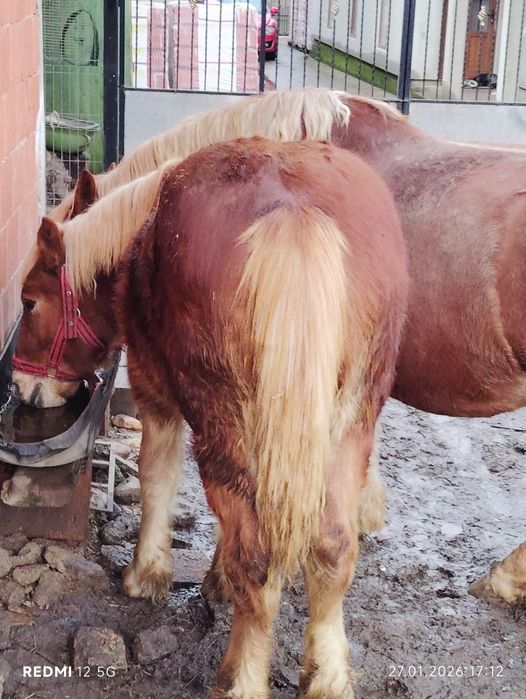 De vanzare Manz Cuminte