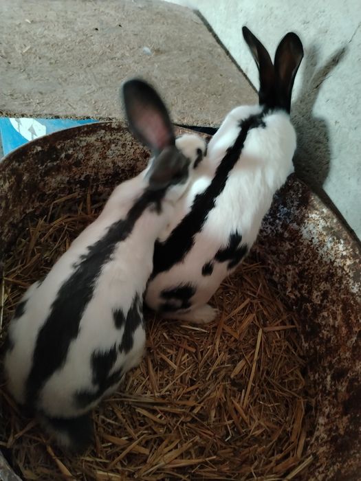 Mascul sí femela fluture german