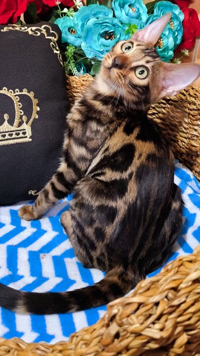 Шикарные Бенгальские детки