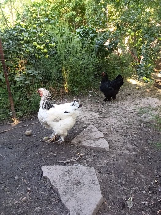 Продам кур породы брама