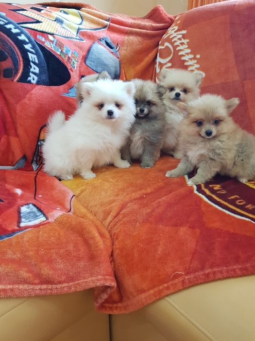 Померан померанчета Гр. София