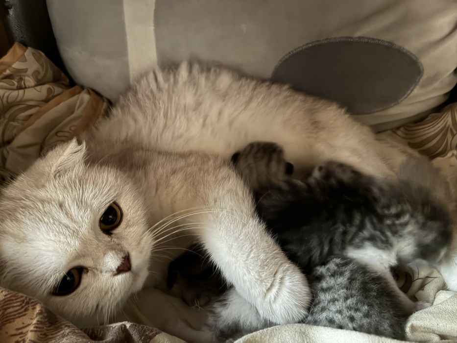 Продаются котенки шотландские