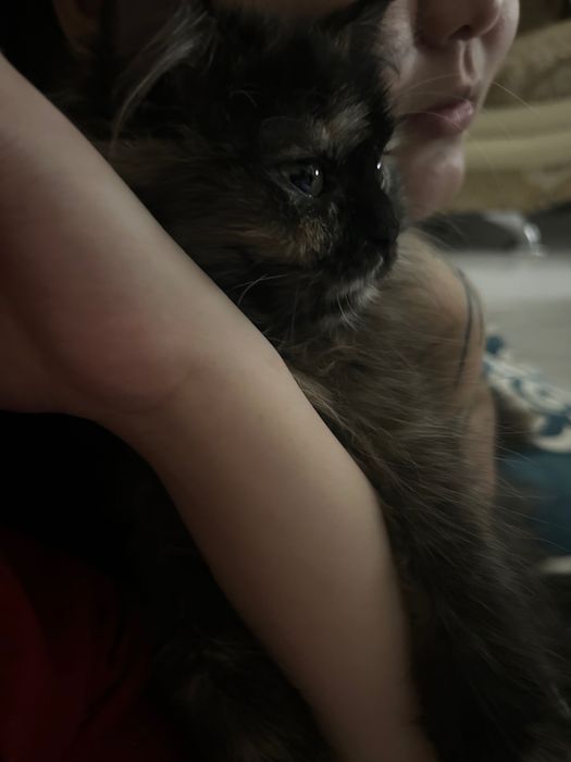 Котенок в добрые руки