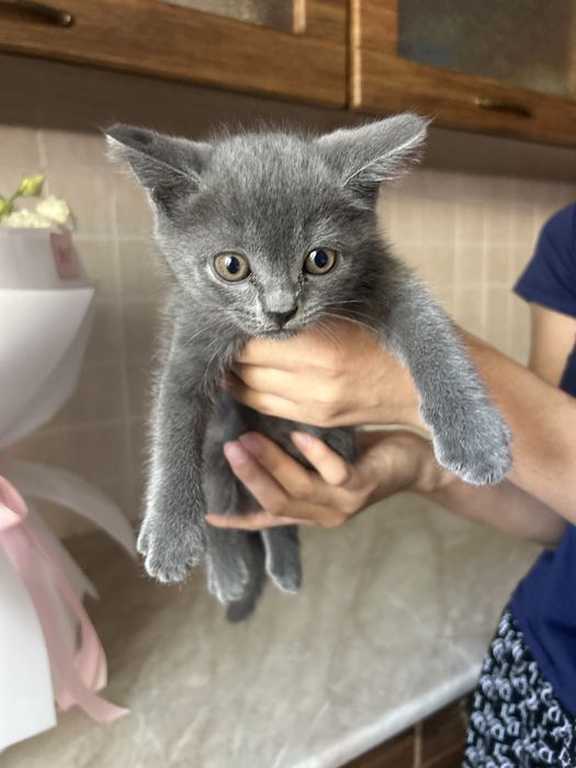 Шотландские кошки  прямоухие