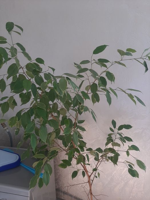 Продам фикус Бенджамина