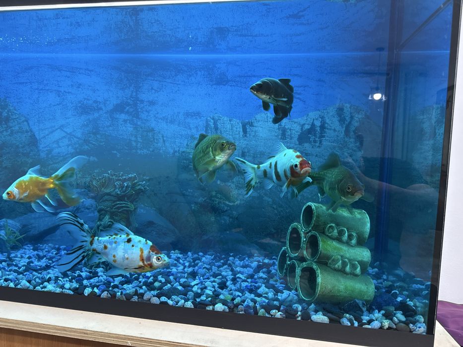 Продам аквариум 220 литров