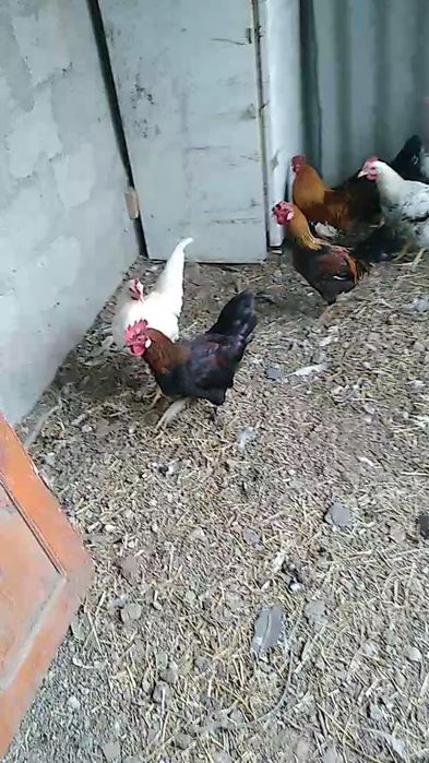 Невзрослые,ёщё молодые петущки