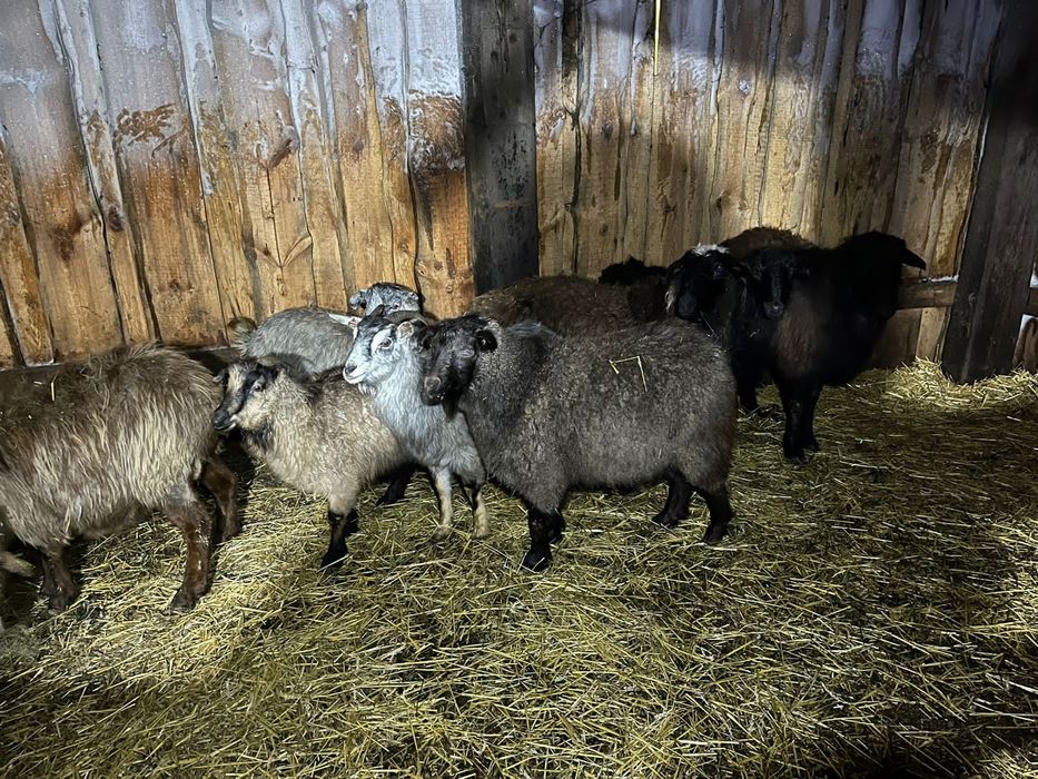 Продам МРС овцы козы