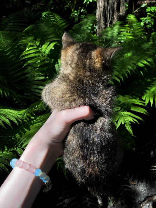 Отдам котят в хорошие руки