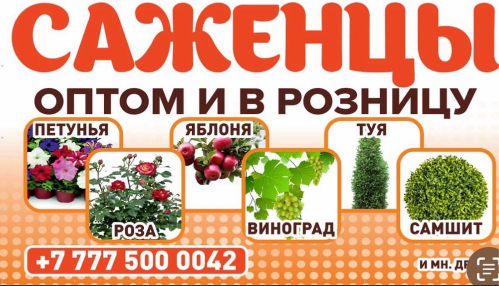 Петунья рассада деревья туи самшит помидор