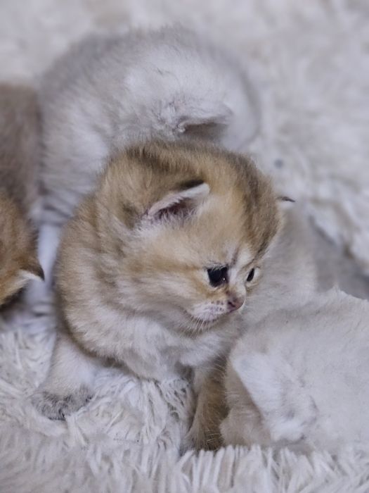 Бронь котят шиншиллы
