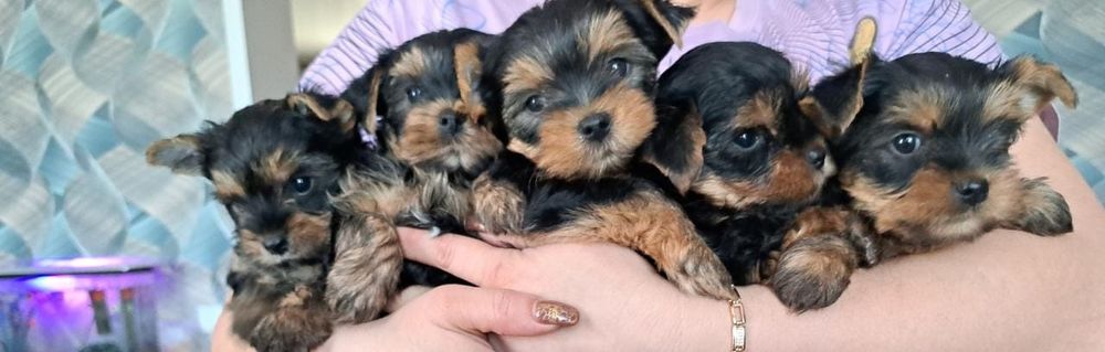 Иоркширский терьер