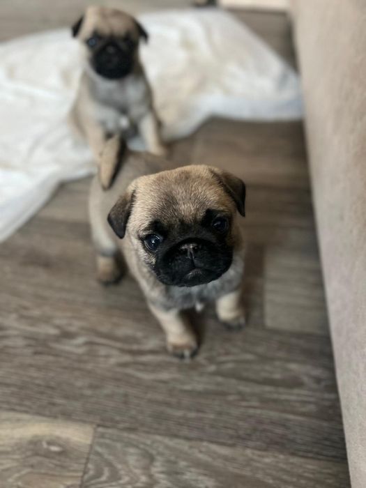 Продам мопсов бежевые