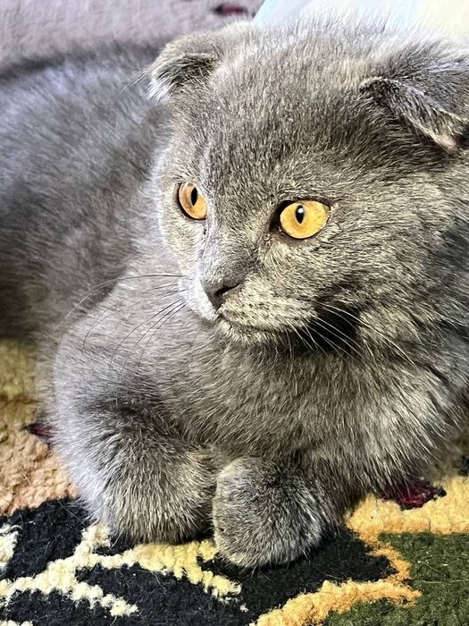 Mushuk scottish fold