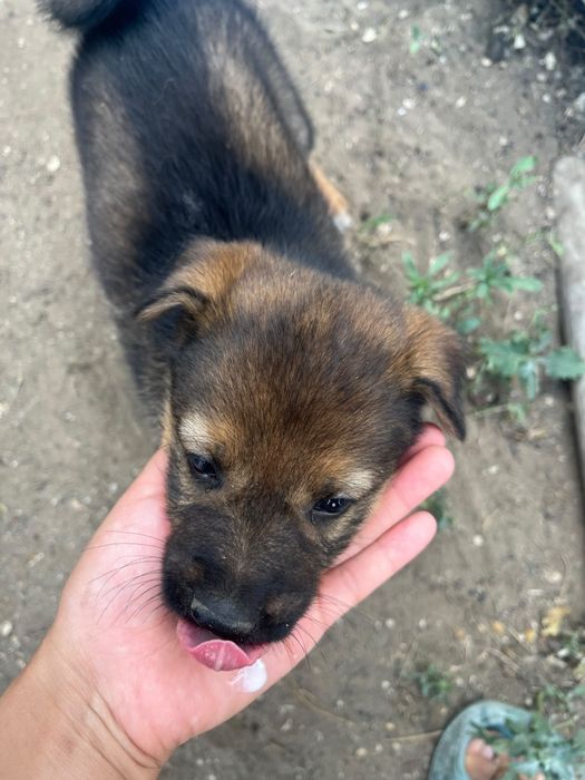 Щенки овчарята 2 мес