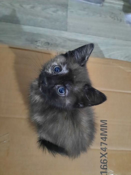 Котенок в добрые руки . Мальчик