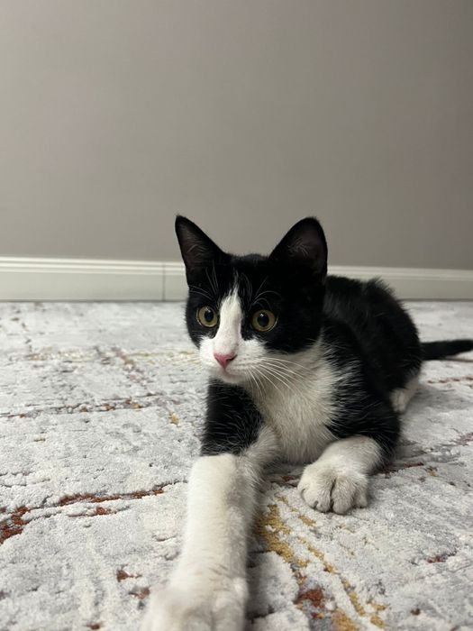 Котенок в самые добрые руки