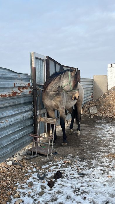 Айғыр сатылады будан